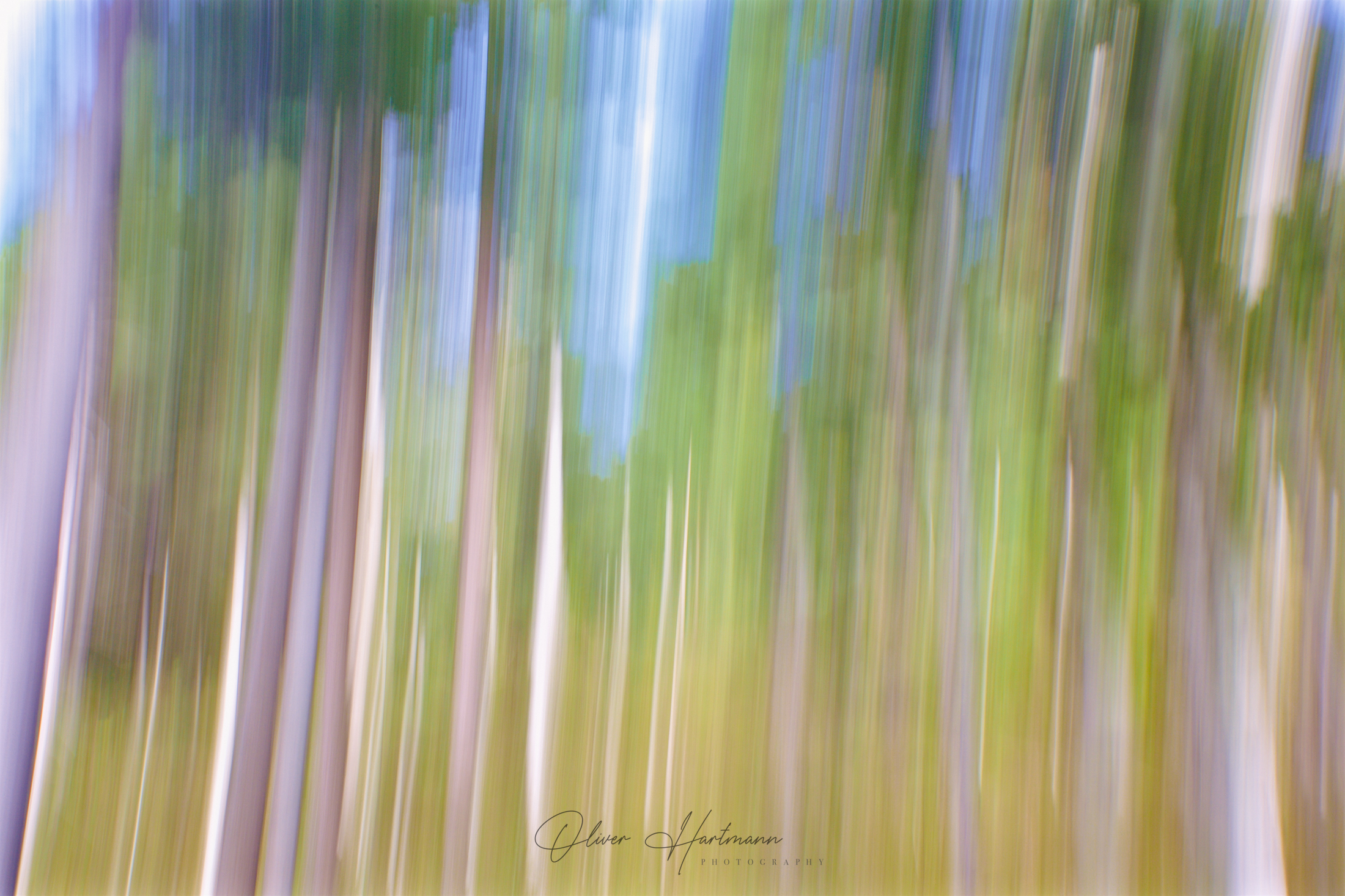 oliverhartmann-photography-forest-art-fotografie-1