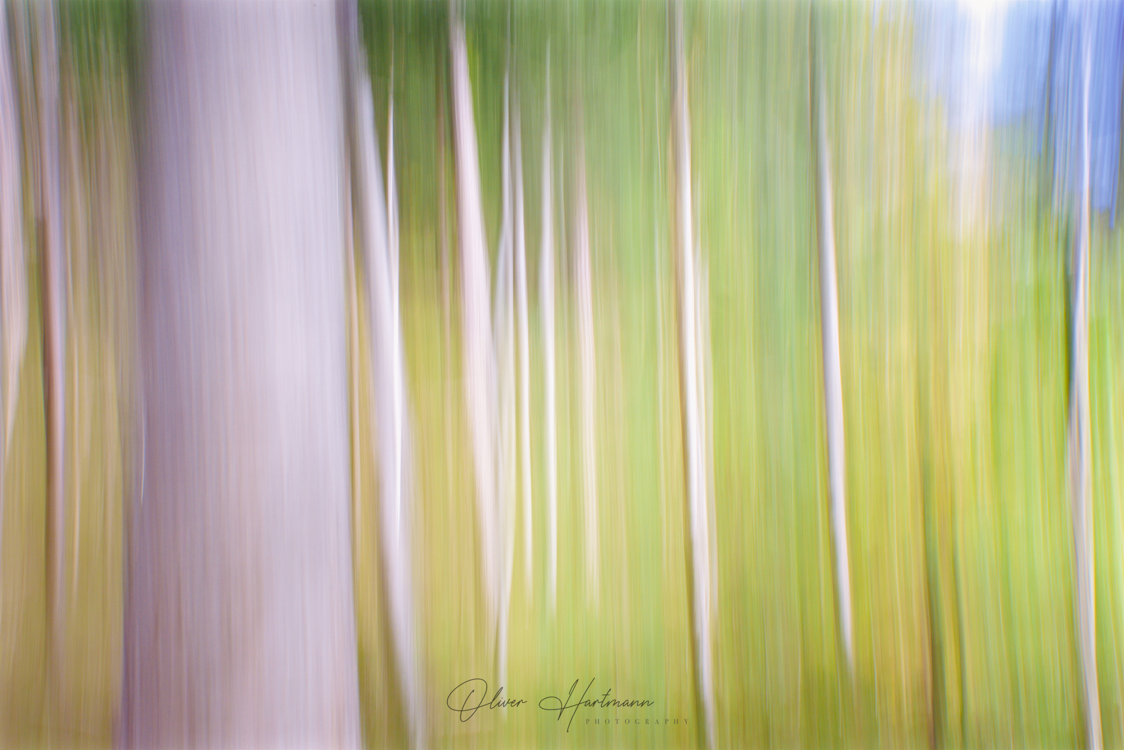 oliverhartmann-photography-forest-art-fotografie-2