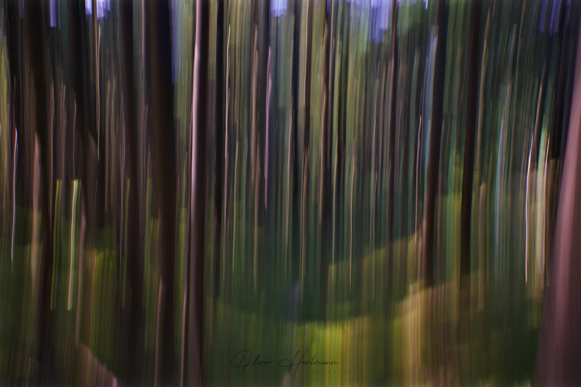oliverhartmann-photography-forest-art-fotografie-3