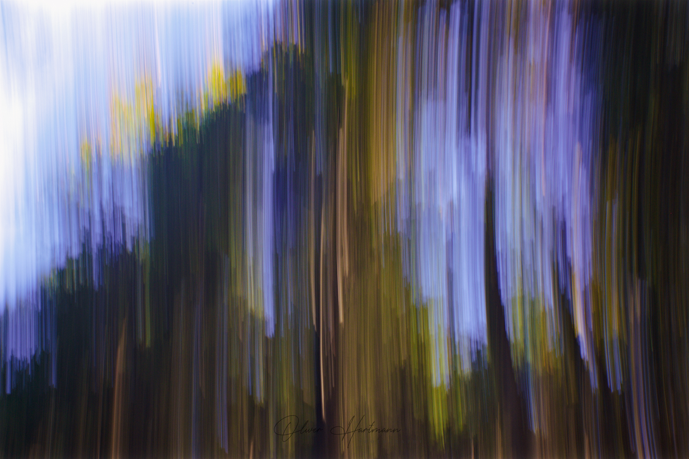 oliverhartmann-photography-forest-art-fotografie-8